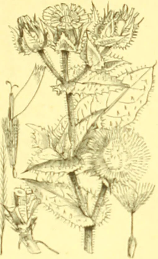 An illustration from Flore pittoresque de la France : anatomie, physiologie, classification, description des plantes indigènes et cultivées au point de vue de l'agriculture, de l'horticulture et de la sylviculture / publiée sous la direction de J. Rothschild., 1885, leaf 293