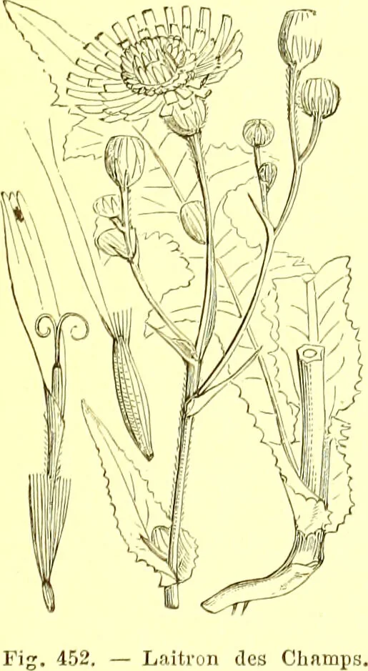 An illustration from Flore pittoresque de la France : anatomie, physiologie, classification, description des plantes indigènes et cultivées au point de vue de l'agriculture, de l'horticulture et de la sylviculture / publiée sous la direction de J. Rothschild., 1885, leaf 296