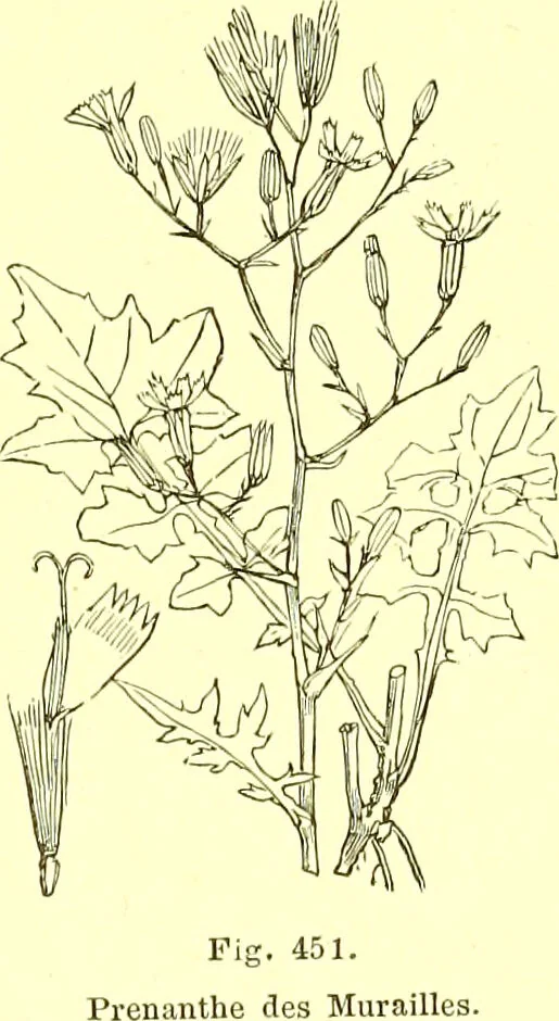 An illustration from Flore pittoresque de la France : anatomie, physiologie, classification, description des plantes indigènes et cultivées au point de vue de l'agriculture, de l'horticulture et de la sylviculture / publiée sous la direction de J. Rothschild., 1885, leaf 296