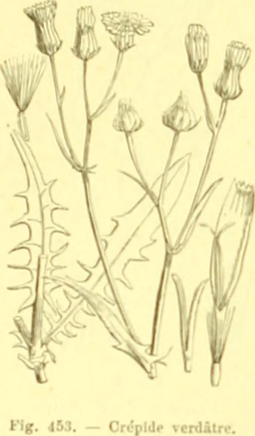 An illustration from Flore pittoresque de la France : anatomie, physiologie, classification, description des plantes indigènes et cultivées au point de vue de l'agriculture, de l'horticulture et de la sylviculture / publiée sous la direction de J. Rothschild., 1885, leaf 297