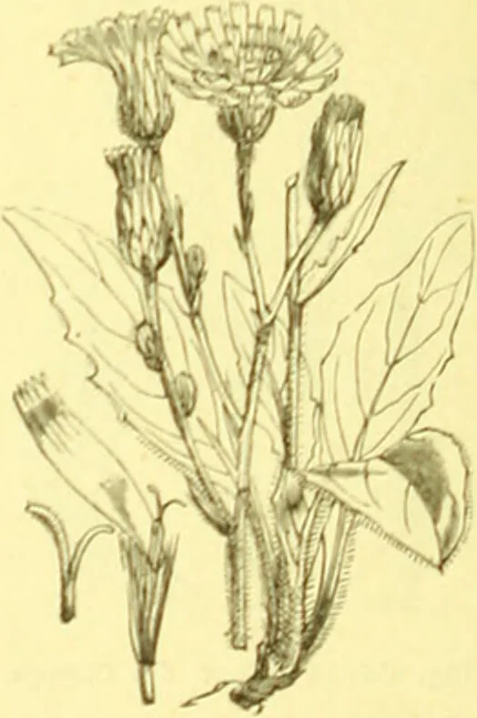 An illustration from Flore pittoresque de la France : anatomie, physiologie, classification, description des plantes indigènes et cultivées au point de vue de l'agriculture, de l'horticulture et de la sylviculture / publiée sous la direction de J. Rothschild., 1885, leaf 297