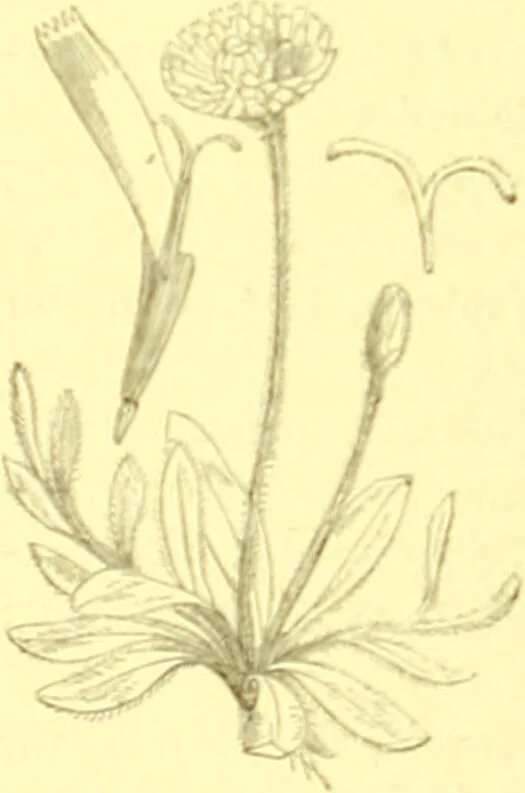 An illustration from Flore pittoresque de la France : anatomie, physiologie, classification, description des plantes indigènes et cultivées au point de vue de l'agriculture, de l'horticulture et de la sylviculture / publiée sous la direction de J. Rothschild., 1885, leaf 297
