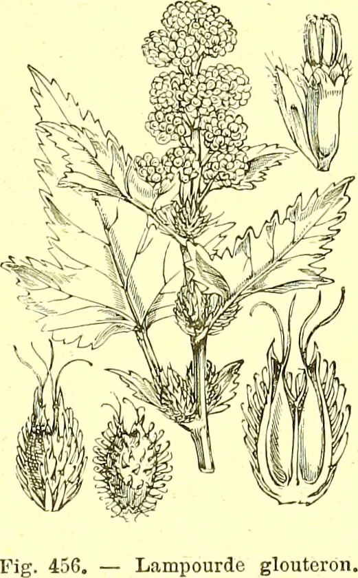 An illustration from Flore pittoresque de la France : anatomie, physiologie, classification, description des plantes indigènes et cultivées au point de vue de l'agriculture, de l'horticulture et de la sylviculture / publiée sous la direction de J. Rothschild., 1885, leaf 298