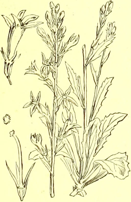 An illustration from Flore pittoresque de la France : anatomie, physiologie, classification, description des plantes indigènes et cultivées au point de vue de l'agriculture, de l'horticulture et de la sylviculture / publiée sous la direction de J. Rothschild., 1885, leaf 298