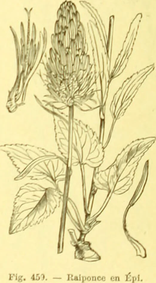 An illustration from Flore pittoresque de la France : anatomie, physiologie, classification, description des plantes indigènes et cultivées au point de vue de l'agriculture, de l'horticulture et de la sylviculture / publiée sous la direction de J. Rothschild., 1885, leaf 299