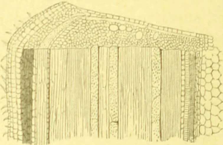 An illustration from Flore pittoresque de la France : anatomie, physiologie, classification, description des plantes indigènes et cultivées au point de vue de l'agriculture, de l'horticulture et de la sylviculture / publiée sous la direction de J. Rothschild., 1885, leaf 30
