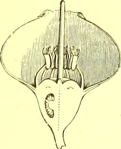 An illustration from Flore pittoresque de la France : anatomie, physiologie, classification, description des plantes indigènes et cultivées au point de vue de l'agriculture, de l'horticulture et de la sylviculture / publiée sous la direction de J. Rothschild., 1885, leaf 302