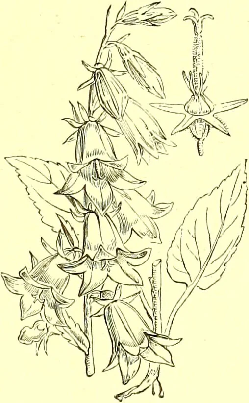 An illustration from Flore pittoresque de la France : anatomie, physiologie, classification, description des plantes indigènes et cultivées au point de vue de l'agriculture, de l'horticulture et de la sylviculture / publiée sous la direction de J. Rothschild., 1885, leaf 302