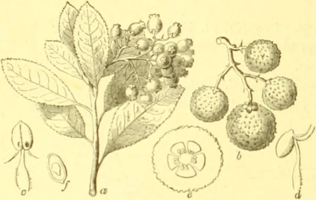 An illustration from Flore pittoresque de la France : anatomie, physiologie, classification, description des plantes indigènes et cultivées au point de vue de l'agriculture, de l'horticulture et de la sylviculture / publiée sous la direction de J. Rothschild., 1885, leaf 303