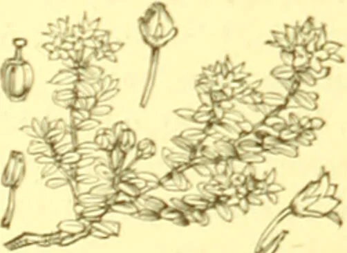 An illustration from Flore pittoresque de la France : anatomie, physiologie, classification, description des plantes indigènes et cultivées au point de vue de l'agriculture, de l'horticulture et de la sylviculture / publiée sous la direction de J. Rothschild., 1885, leaf 303