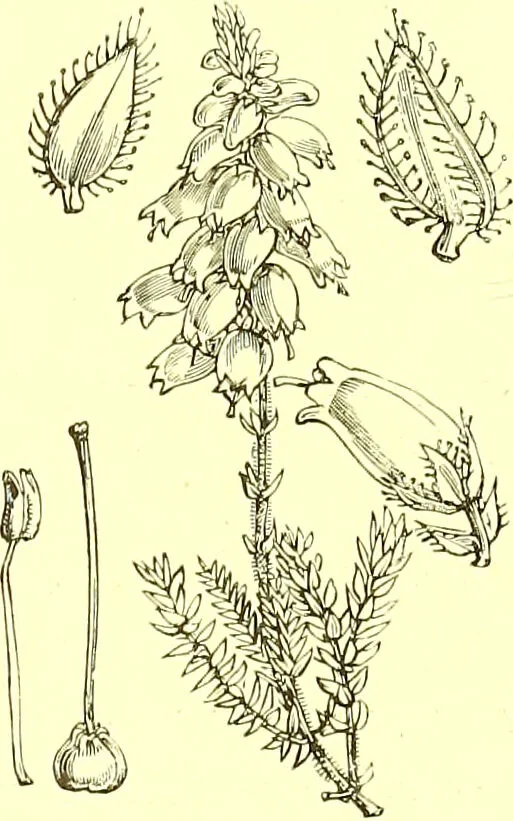 An illustration from Flore pittoresque de la France : anatomie, physiologie, classification, description des plantes indigènes et cultivées au point de vue de l'agriculture, de l'horticulture et de la sylviculture / publiée sous la direction de J. Rothschild., 1885, leaf 306