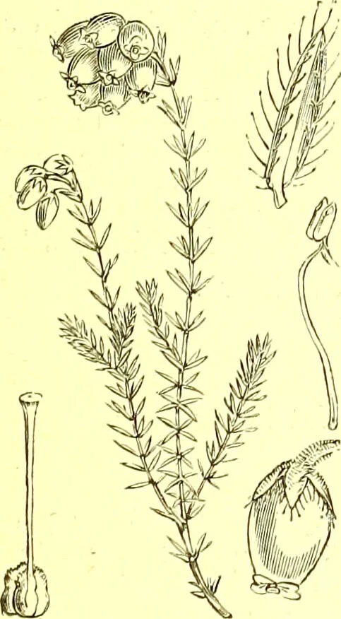 An illustration from Flore pittoresque de la France : anatomie, physiologie, classification, description des plantes indigènes et cultivées au point de vue de l'agriculture, de l'horticulture et de la sylviculture / publiée sous la direction de J. Rothschild., 1885, leaf 306