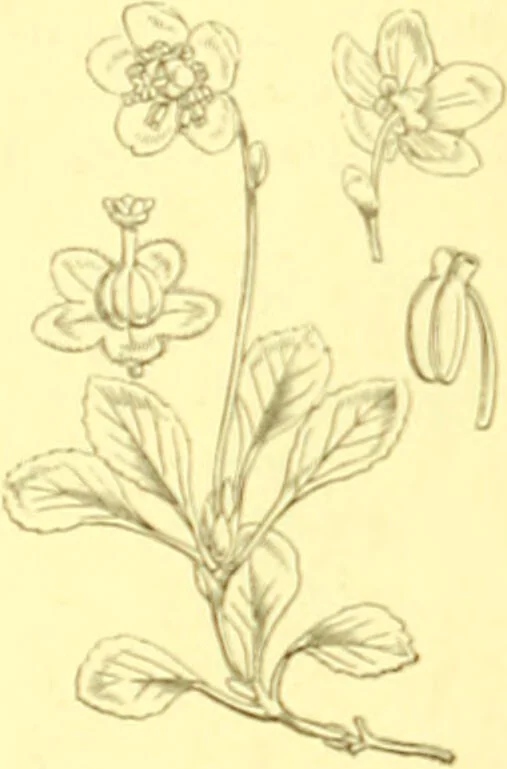 An illustration from Flore pittoresque de la France : anatomie, physiologie, classification, description des plantes indigènes et cultivées au point de vue de l'agriculture, de l'horticulture et de la sylviculture / publiée sous la direction de J. Rothschild., 1885, leaf 307