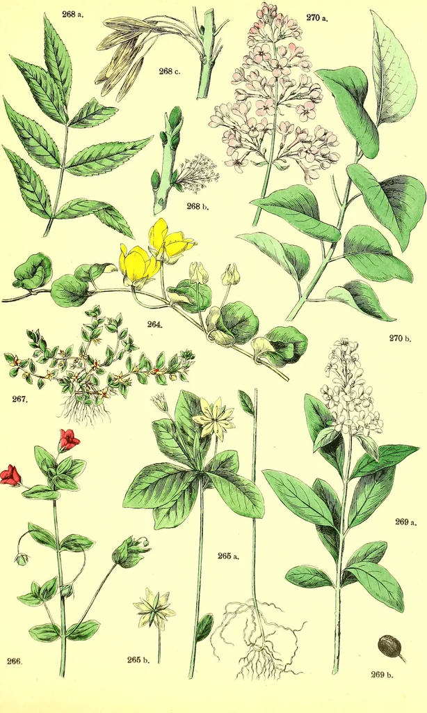An illustration from Flore pittoresque de la France : anatomie, physiologie, classification, description des plantes indigènes et cultivées au point de vue de l'agriculture, de l'horticulture et de la sylviculture / publiée sous la direction de J. Rothschild., 1885, leaf 308