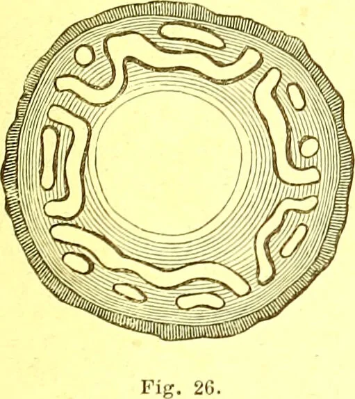 An illustration from Flore pittoresque de la France : anatomie, physiologie, classification, description des plantes indigènes et cultivées au point de vue de l'agriculture, de l'horticulture et de la sylviculture / publiée sous la direction de J. Rothschild., 1885, leaf 31