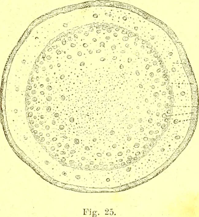 An illustration from Flore pittoresque de la France : anatomie, physiologie, classification, description des plantes indigènes et cultivées au point de vue de l'agriculture, de l'horticulture et de la sylviculture / publiée sous la direction de J. Rothschild., 1885, leaf 31