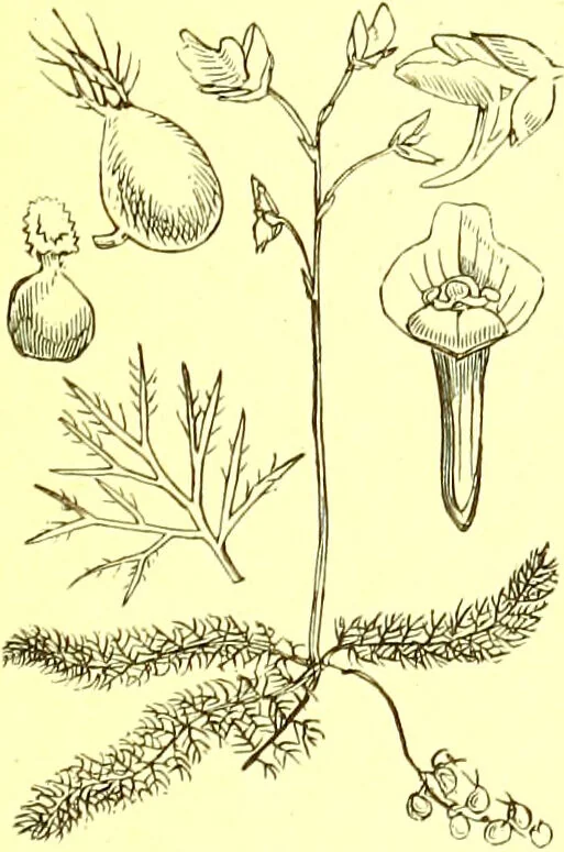 An illustration from Flore pittoresque de la France : anatomie, physiologie, classification, description des plantes indigènes et cultivées au point de vue de l'agriculture, de l'horticulture et de la sylviculture / publiée sous la direction de J. Rothschild., 1885, leaf 310