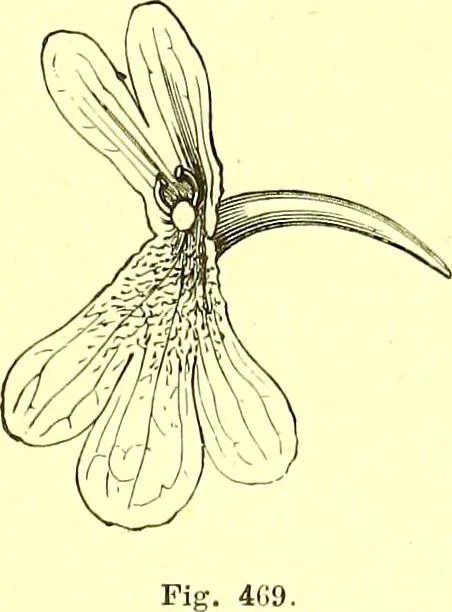 An illustration from Flore pittoresque de la France : anatomie, physiologie, classification, description des plantes indigènes et cultivées au point de vue de l'agriculture, de l'horticulture et de la sylviculture / publiée sous la direction de J. Rothschild., 1885, leaf 310