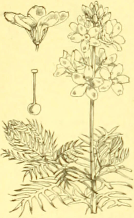 An illustration from Flore pittoresque de la France : anatomie, physiologie, classification, description des plantes indigènes et cultivées au point de vue de l'agriculture, de l'horticulture et de la sylviculture / publiée sous la direction de J. Rothschild., 1885, leaf 311