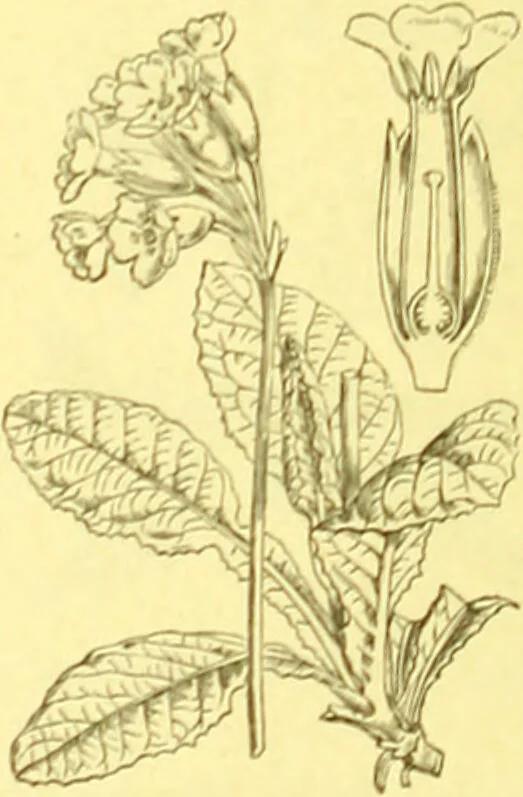 An illustration from Flore pittoresque de la France : anatomie, physiologie, classification, description des plantes indigènes et cultivées au point de vue de l'agriculture, de l'horticulture et de la sylviculture / publiée sous la direction de J. Rothschild., 1885, leaf 311