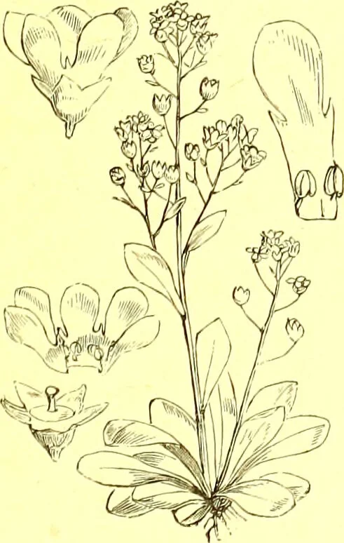 An illustration from Flore pittoresque de la France : anatomie, physiologie, classification, description des plantes indigènes et cultivées au point de vue de l'agriculture, de l'horticulture et de la sylviculture / publiée sous la direction de J. Rothschild., 1885, leaf 312