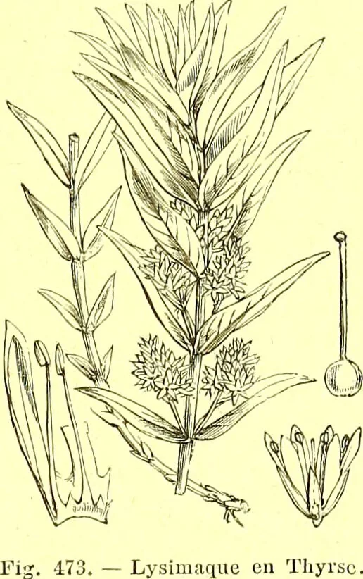 An illustration from Flore pittoresque de la France : anatomie, physiologie, classification, description des plantes indigènes et cultivées au point de vue de l'agriculture, de l'horticulture et de la sylviculture / publiée sous la direction de J. Rothschild., 1885, leaf 312