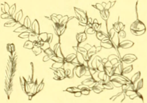 An illustration from Flore pittoresque de la France : anatomie, physiologie, classification, description des plantes indigènes et cultivées au point de vue de l'agriculture, de l'horticulture et de la sylviculture / publiée sous la direction de J. Rothschild., 1885, leaf 313