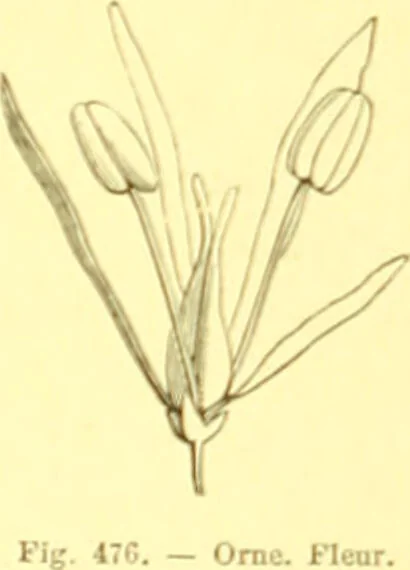 An illustration from Flore pittoresque de la France : anatomie, physiologie, classification, description des plantes indigènes et cultivées au point de vue de l'agriculture, de l'horticulture et de la sylviculture / publiée sous la direction de J. Rothschild., 1885, leaf 313