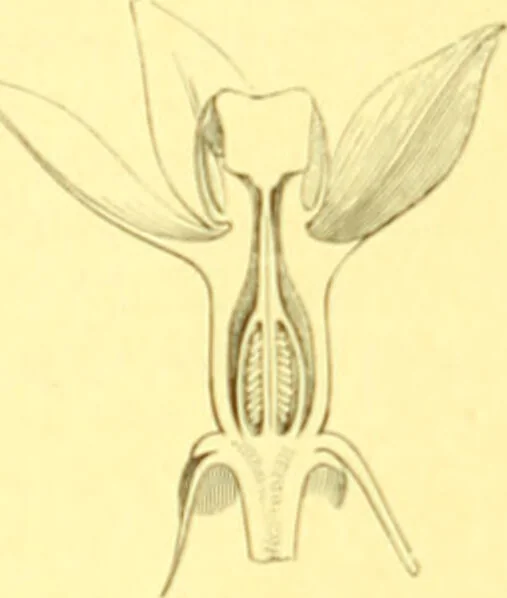 An illustration from Flore pittoresque de la France : anatomie, physiologie, classification, description des plantes indigènes et cultivées au point de vue de l'agriculture, de l'horticulture et de la sylviculture / publiée sous la direction de J. Rothschild., 1885, leaf 317