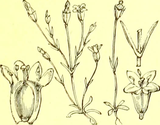 An illustration from Flore pittoresque de la France : anatomie, physiologie, classification, description des plantes indigènes et cultivées au point de vue de l'agriculture, de l'horticulture et de la sylviculture / publiée sous la direction de J. Rothschild., 1885, leaf 320