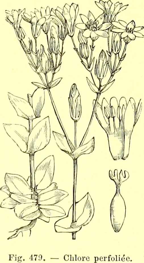 An illustration from Flore pittoresque de la France : anatomie, physiologie, classification, description des plantes indigènes et cultivées au point de vue de l'agriculture, de l'horticulture et de la sylviculture / publiée sous la direction de J. Rothschild., 1885, leaf 320