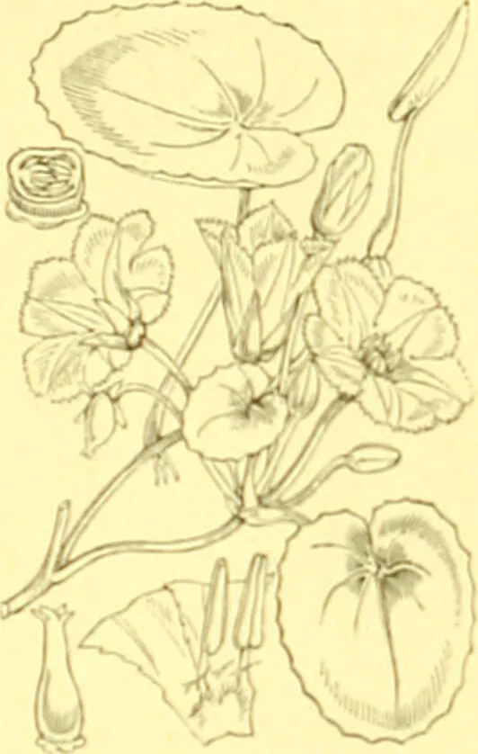 An illustration from Flore pittoresque de la France : anatomie, physiologie, classification, description des plantes indigènes et cultivées au point de vue de l'agriculture, de l'horticulture et de la sylviculture / publiée sous la direction de J. Rothschild., 1885, leaf 321