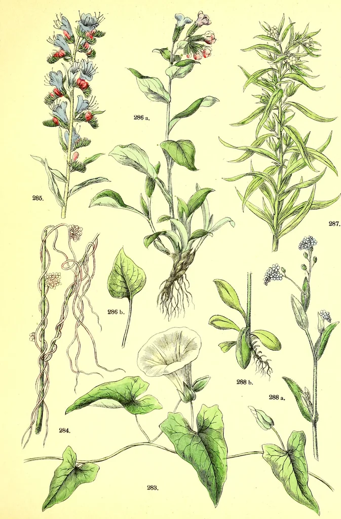 An illustration from Flore pittoresque de la France : anatomie, physiologie, classification, description des plantes indigènes et cultivées au point de vue de l'agriculture, de l'horticulture et de la sylviculture / publiée sous la direction de J. Rothschild., 1885, leaf 322