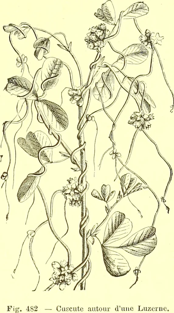 An illustration from Flore pittoresque de la France : anatomie, physiologie, classification, description des plantes indigènes et cultivées au point de vue de l'agriculture, de l'horticulture et de la sylviculture / publiée sous la direction de J. Rothschild., 1885, leaf 324
