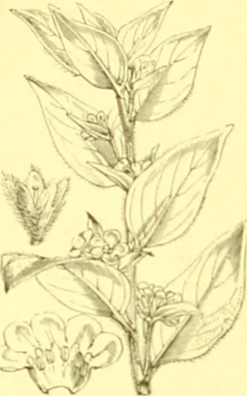 An illustration from Flore pittoresque de la France : anatomie, physiologie, classification, description des plantes indigènes et cultivées au point de vue de l'agriculture, de l'horticulture et de la sylviculture / publiée sous la direction de J. Rothschild., 1885, leaf 325