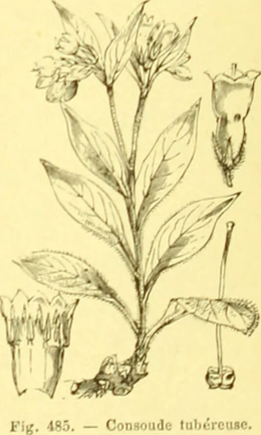 An illustration from Flore pittoresque de la France : anatomie, physiologie, classification, description des plantes indigènes et cultivées au point de vue de l'agriculture, de l'horticulture et de la sylviculture / publiée sous la direction de J. Rothschild., 1885, leaf 325