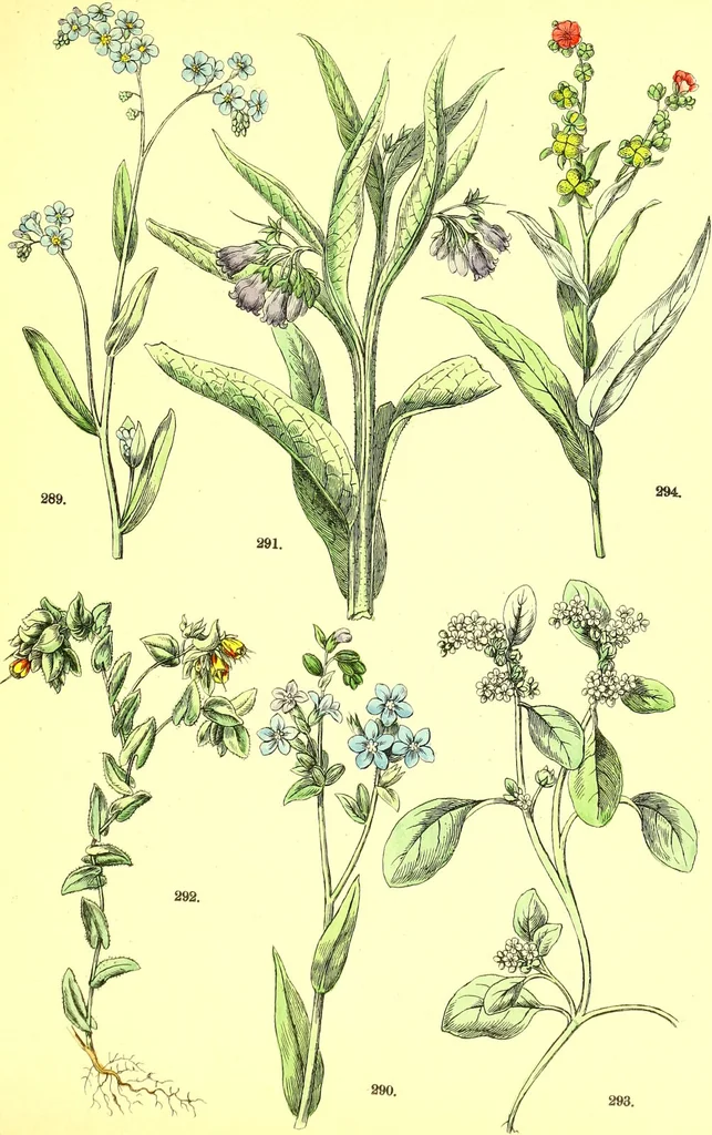 An illustration from Flore pittoresque de la France : anatomie, physiologie, classification, description des plantes indigènes et cultivées au point de vue de l'agriculture, de l'horticulture et de la sylviculture / publiée sous la direction de J. Rothschild., 1885, leaf 326