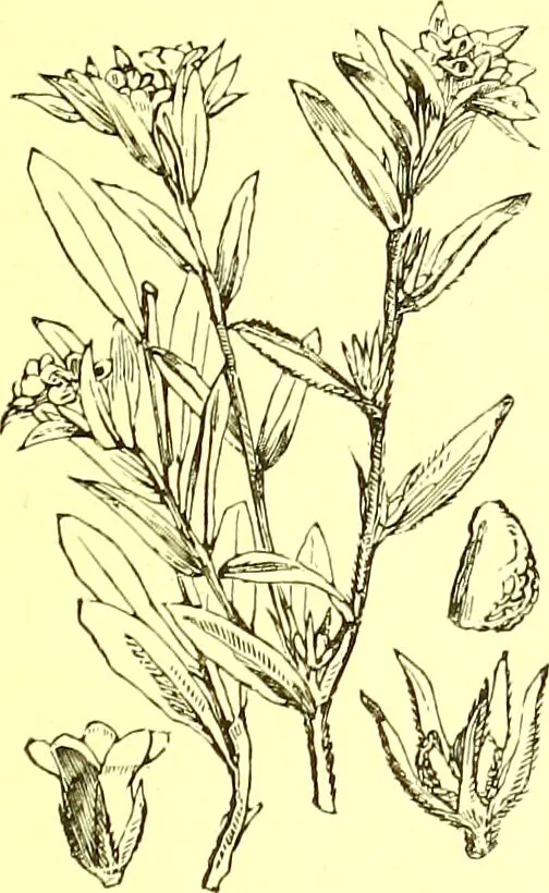 An illustration from Flore pittoresque de la France : anatomie, physiologie, classification, description des plantes indigènes et cultivées au point de vue de l'agriculture, de l'horticulture et de la sylviculture / publiée sous la direction de J. Rothschild., 1885, leaf 328