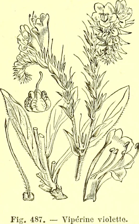 An illustration from Flore pittoresque de la France : anatomie, physiologie, classification, description des plantes indigènes et cultivées au point de vue de l'agriculture, de l'horticulture et de la sylviculture / publiée sous la direction de J. Rothschild., 1885, leaf 328