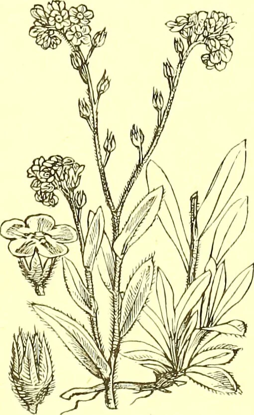 An illustration from Flore pittoresque de la France : anatomie, physiologie, classification, description des plantes indigènes et cultivées au point de vue de l'agriculture, de l'horticulture et de la sylviculture / publiée sous la direction de J. Rothschild., 1885, leaf 328