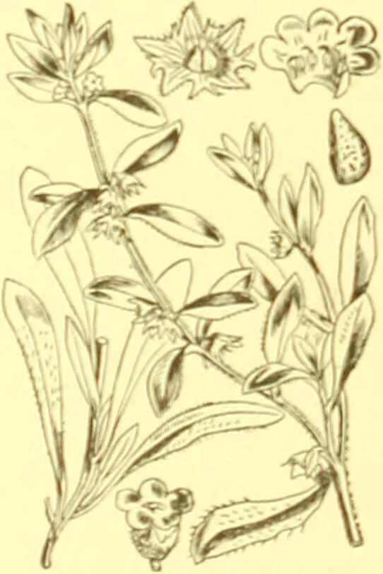 An illustration from Flore pittoresque de la France : anatomie, physiologie, classification, description des plantes indigènes et cultivées au point de vue de l'agriculture, de l'horticulture et de la sylviculture / publiée sous la direction de J. Rothschild., 1885, leaf 329