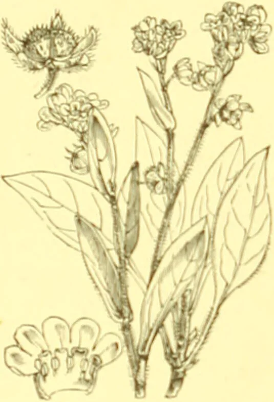 An illustration from Flore pittoresque de la France : anatomie, physiologie, classification, description des plantes indigènes et cultivées au point de vue de l'agriculture, de l'horticulture et de la sylviculture / publiée sous la direction de J. Rothschild., 1885, leaf 329