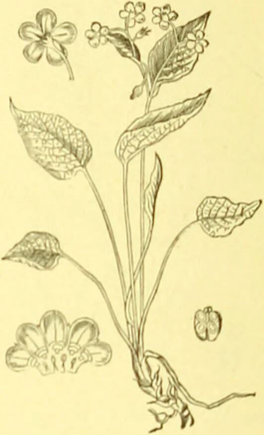 An illustration from Flore pittoresque de la France : anatomie, physiologie, classification, description des plantes indigènes et cultivées au point de vue de l'agriculture, de l'horticulture et de la sylviculture / publiée sous la direction de J. Rothschild., 1885, leaf 329