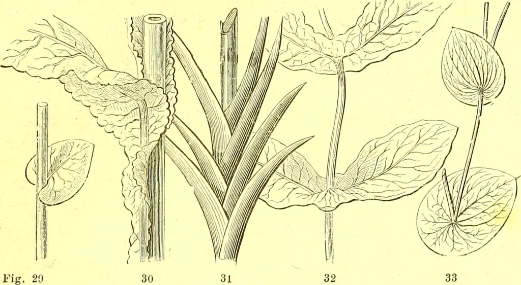 An illustration from Flore pittoresque de la France : anatomie, physiologie, classification, description des plantes indigènes et cultivées au point de vue de l'agriculture, de l'horticulture et de la sylviculture / publiée sous la direction de J. Rothschild., 1885, leaf 33