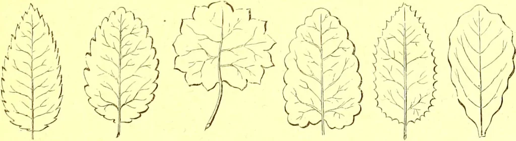 An illustration from Flore pittoresque de la France : anatomie, physiologie, classification, description des plantes indigènes et cultivées au point de vue de l'agriculture, de l'horticulture et de la sylviculture / publiée sous la direction de J. Rothschild., 1885, leaf 33