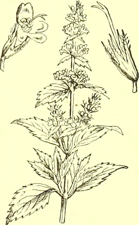 An illustration from Flore pittoresque de la France : anatomie, physiologie, classification, description des plantes indigènes et cultivées au point de vue de l'agriculture, de l'horticulture et de la sylviculture / publiée sous la direction de J. Rothschild., 1885, leaf 332
