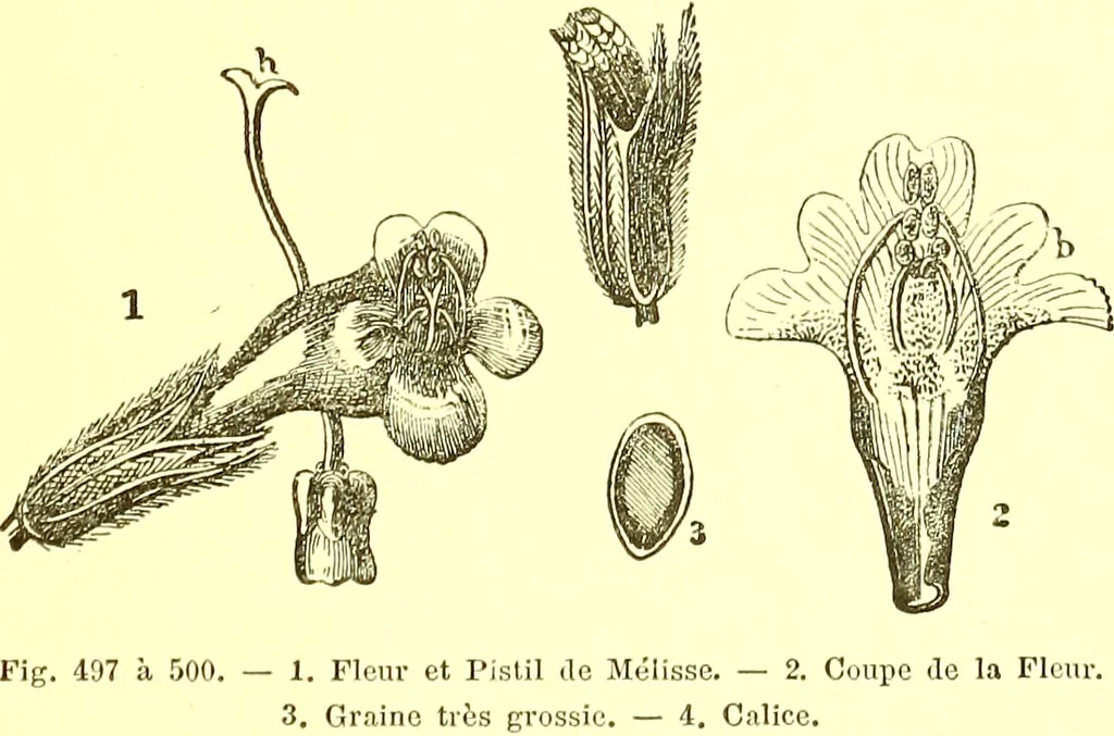An illustration from Flore pittoresque de la France : anatomie, physiologie, classification, description des plantes indigènes et cultivées au point de vue de l'agriculture, de l'horticulture et de la sylviculture / publiée sous la direction de J. Rothschild., 1885, leaf 336