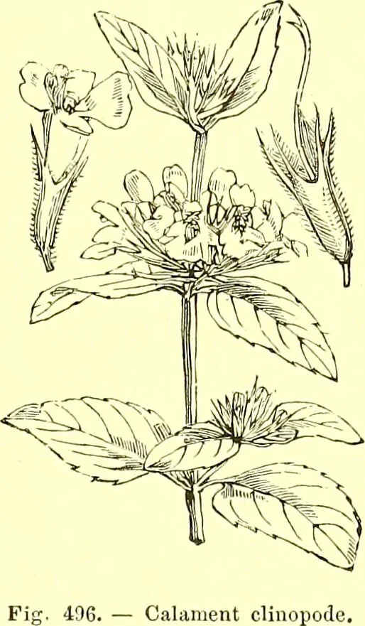 An illustration from Flore pittoresque de la France : anatomie, physiologie, classification, description des plantes indigènes et cultivées au point de vue de l'agriculture, de l'horticulture et de la sylviculture / publiée sous la direction de J. Rothschild., 1885, leaf 336