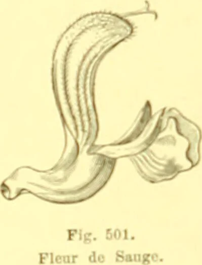 An illustration from Flore pittoresque de la France : anatomie, physiologie, classification, description des plantes indigènes et cultivées au point de vue de l'agriculture, de l'horticulture et de la sylviculture / publiée sous la direction de J. Rothschild., 1885, leaf 337