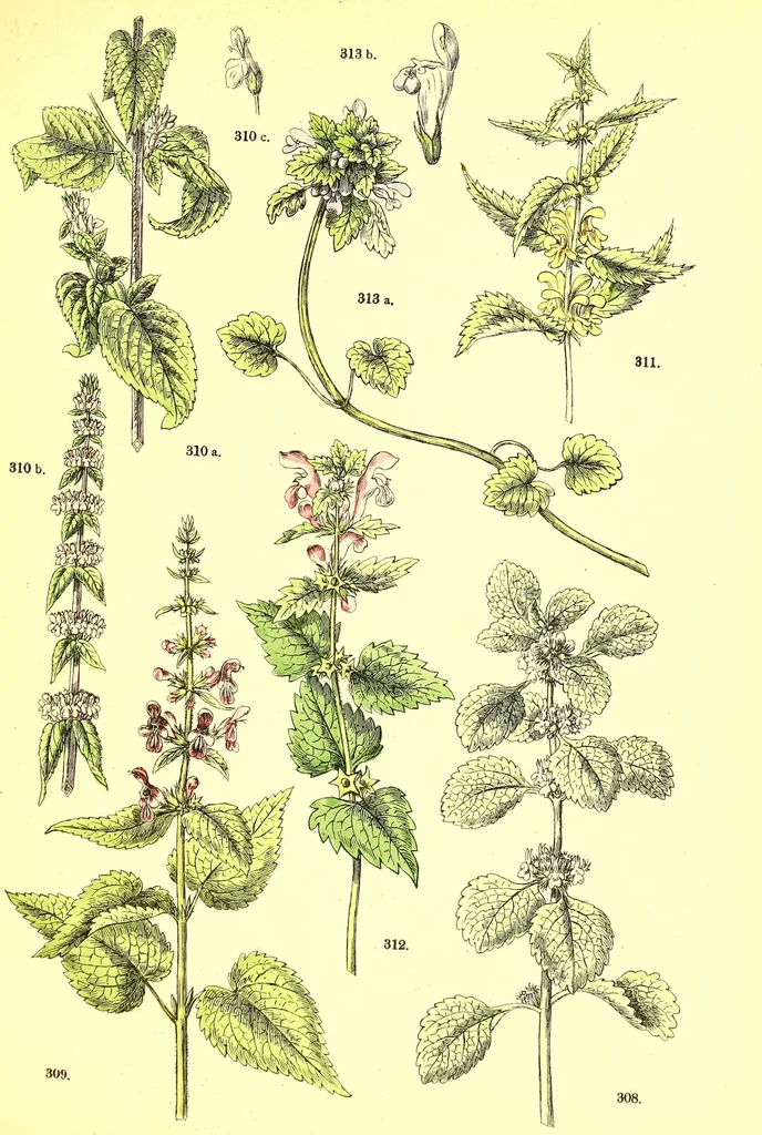 An illustration from Flore pittoresque de la France : anatomie, physiologie, classification, description des plantes indigènes et cultivées au point de vue de l'agriculture, de l'horticulture et de la sylviculture / publiée sous la direction de J. Rothschild., 1885, leaf 338